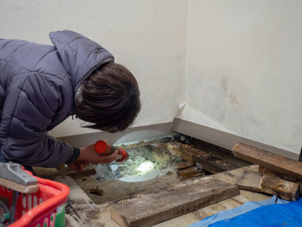 Lake Cherokee, TX Mold Removal Company